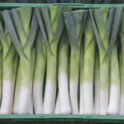 Por Puncher f1 10 tyś. nasion primed precyzja ST